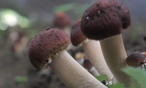 66.76亿元 2020年贵州食用菌销售 版图 是这样